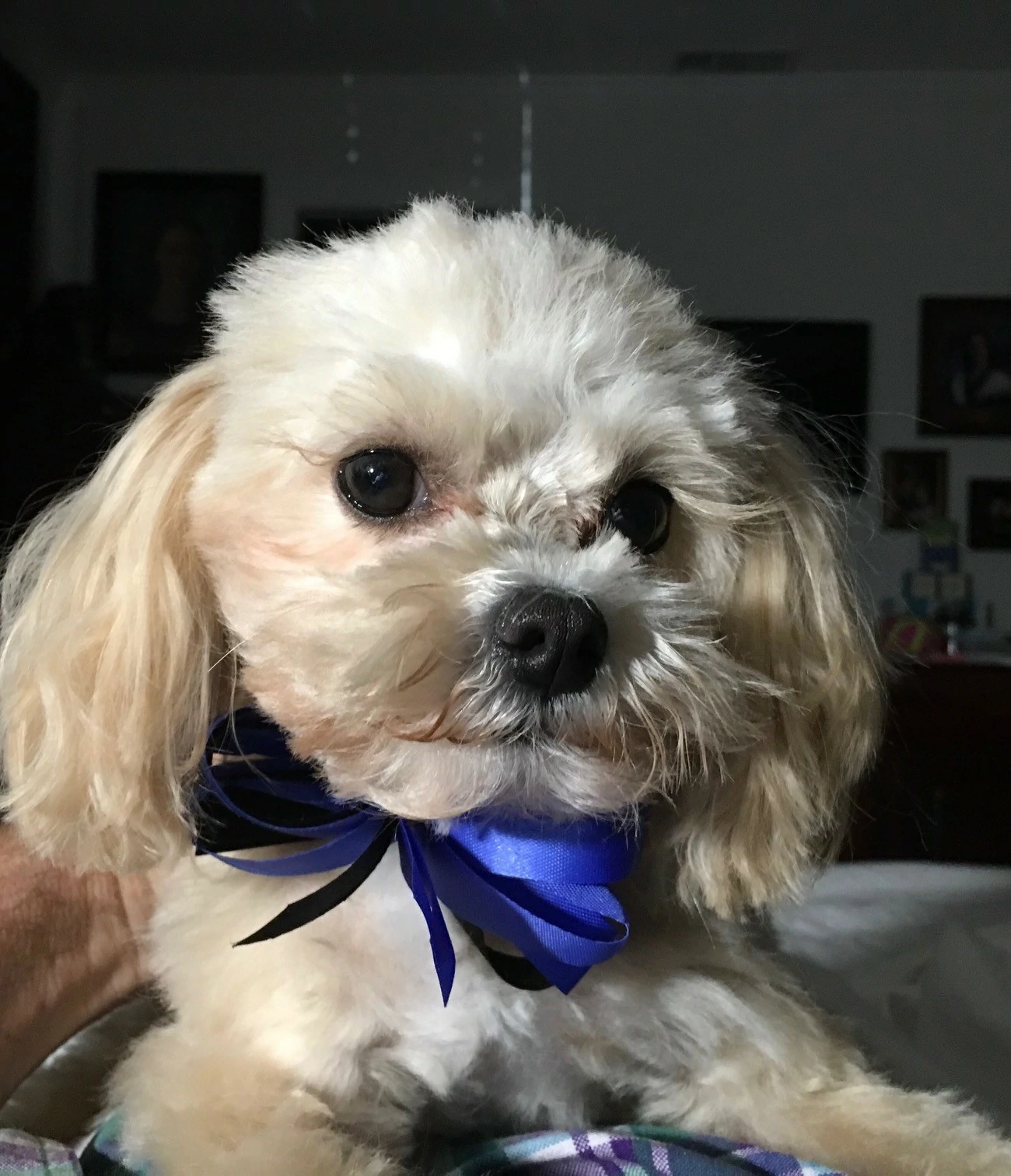 Lloyd
